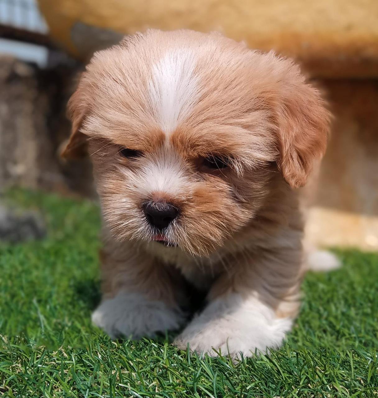 Buy Male Lhasa Apso Puppy from Hyderabad
